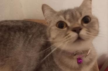 british shorthair: Britan, Dişi — 2