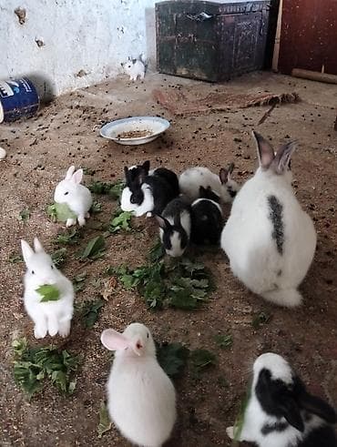 pomeranian spitz satilir: Şəkillərdə müxtəlif rəng və naxışlarda balaca dovşan balaları görünür — 3