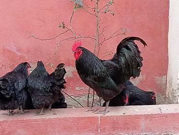 Toyuq, Australorp, Damazlıq