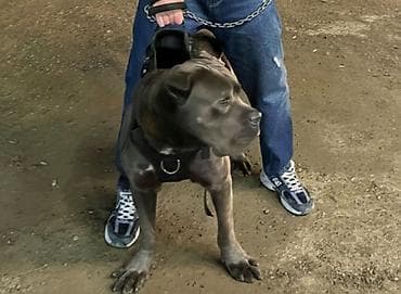 it ucun sinəlik: Güclü və iri cins it üçün peşəkar yürüş dəsti Məhsulun tərkibi: - — 1