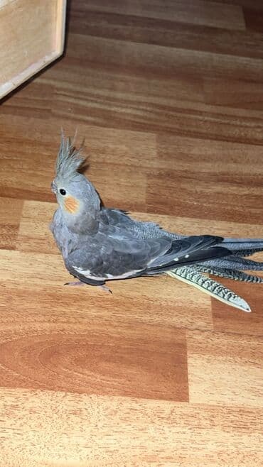 dekorativ quş: Nymph (cockatiel) papağan - Rəng: boz tonlarda, yanaqlarda narıncı — 1