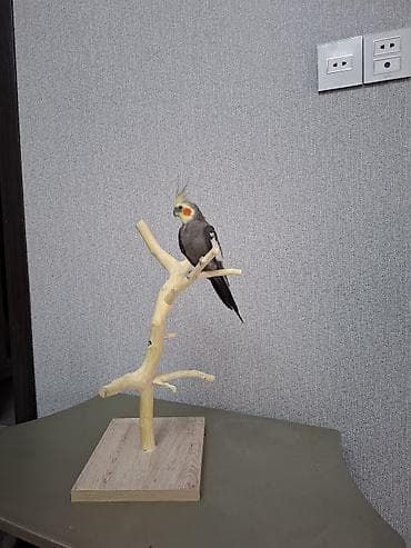 etibarli ellere it: Tebii budaqdan hazirlanib 
papuqay satilmir — 1