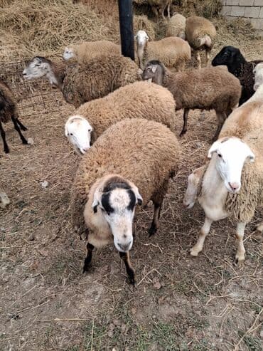 Qoyun sürüsü – yerli quyruqlu (yağlı quyruq) növ - Şəkillərdə — 2