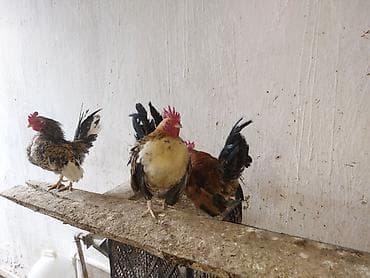 xoruz satişi: Toyuq, Damazlıq — 10