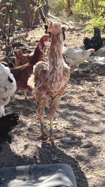 cins ineklerin qiymeti: Xoruz, il: <1 — 1