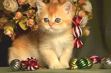 Balıqlar: Qızıl şinşilla, Erkək, Dişi — 5