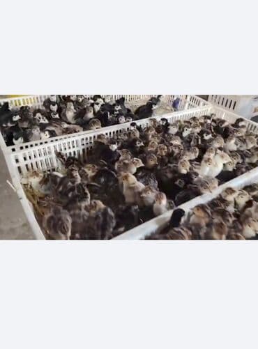 bildirçin satilir 80 qep: 1 Günlük Amerika Bronz balası Sifarişlərimiz Qəbul olunur Bütün Afda — 1