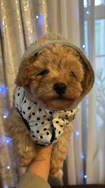 pudel: Pudel, 1 ay — 4