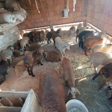 Salam əmlik qquzullar satllır ünvan bine atclk 225 den başdıyır 250 ye lalafo.az -da Salam əmlik qquzullar satllır ünvan bine atclk 225 den başdıyır 250 ye