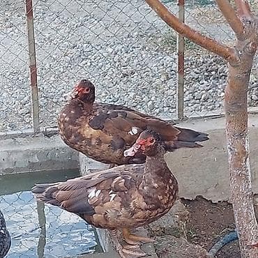 soya yemi: 1 ədəd Orginal Krasnador Fərəsi 5 Aylıqdı tam sağlam Aktiv ördəyd sonu — 6