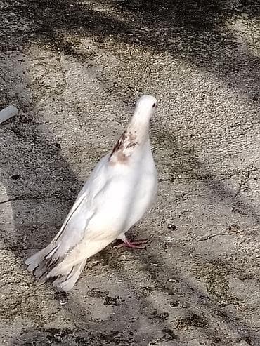 simental erkek dana: Salam bele bir boynugullu erkey satilir qus masdagadadi baadan qizma — 2