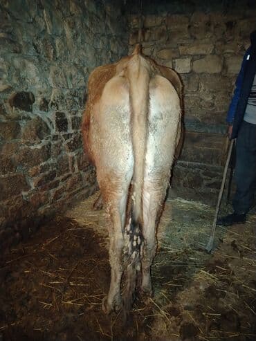 Inəklər, öküzlər: 𝗘𝘁𝗹𝗶𝗸 𝗲𝗹 𝗵𝗲𝘆𝘃𝗮𝗻𝗶𝗱𝗶 — 2