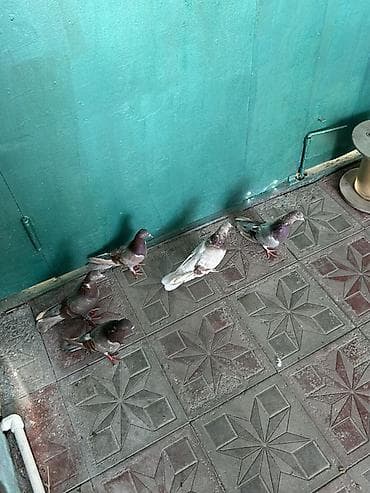 goyercinle: Kom 10 manatdan temz morlardi — 2
