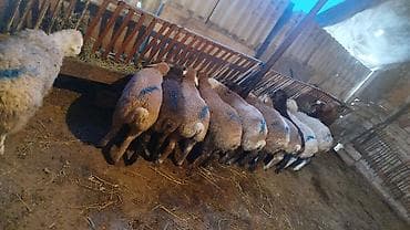 Salam qiymət 280-350 arasıdır kesmeli və saxlamalı heyvanlardır ünvan lalafo.az -da Salam qiymət 280-350 arasıdır kesmeli və saxlamalı heyvanlardır ünvan