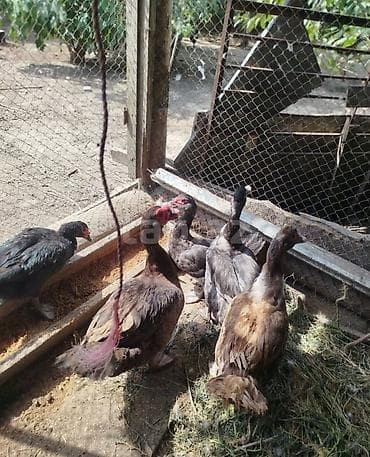 ördək qaz: Salam krasnadar zümrüt özüm böyütmüsəm inqubatr deyil qrtdarda var — 5
