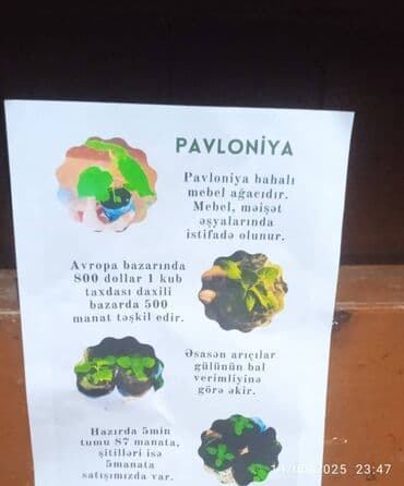 bakida toxum satisi: Pavloniya toxumu satisda — 1