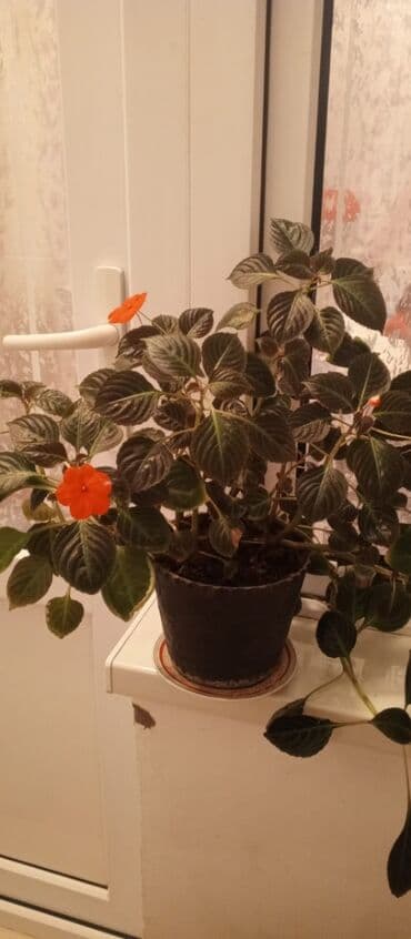 Ev üçün digər mallar: Qara plastik dibçəkdə dekorativ otaq bitkisi – parlaq narıncı — 2