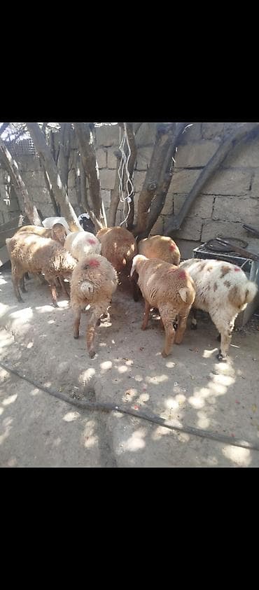 Quzular satılır erkeydi dişili 10 dene qiyməti 210 manat lalafo.az -da Quzular satılır erkeydi dişili 10 dene qiyməti 210 manat