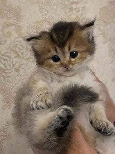 Şinşilla lalafo.az -da Şinşilla