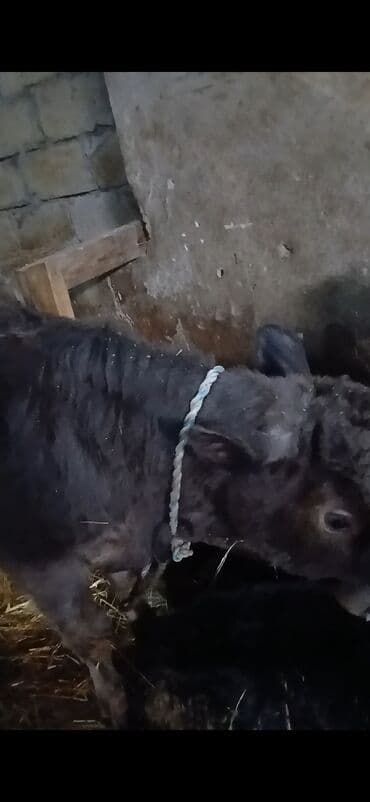 Eşşəklər: Dana, buzov, Erkək, ay: 1, Damazlıq, Ünvandan götürmə — 3