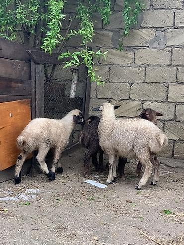 quzu satışı: Sağlam Quzular satılır 2 erkey 2 dişi qiymət 185 manat razılamağda — 2