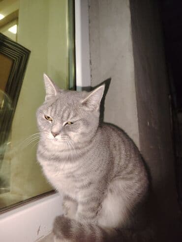 British Shorthair satilir lalafo.az -da British Shorthair satilir