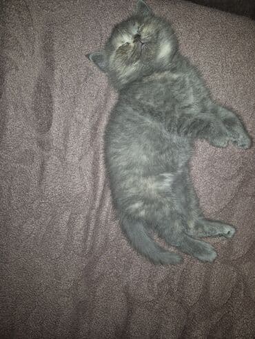 Pişiklər: Britan, Dişi, Yaxşı əllərə, Ödənişli çatdırılma — 1