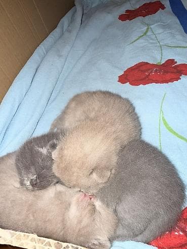 pişik 1 azn: Britan — 2