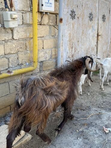 sanen keçi: Hələbdi safqan əsl saxlanmalı heyvandı, cavandı çox iri heyvandı başqa — 4