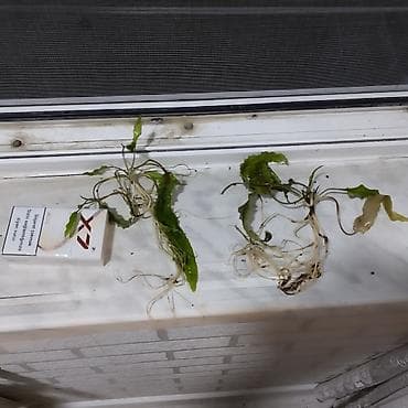 akvarium satisi: Akvarium bitkileri satilir ve ya barter olunur — 5