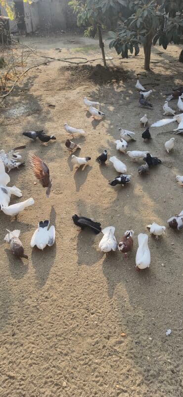 dekarativ goyercinler: Satış: Sayi 50 en coxdu elaqe 0559301068 - Növlər və rənglər — 3