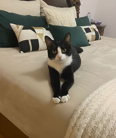 Proton: Самка — 1