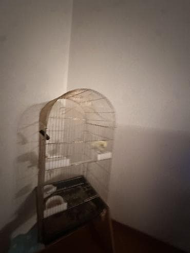 quş qaz: Nymph paraket (cockatiel) – sarı/albino tonlarında, yanaqlarda narıncı — 4