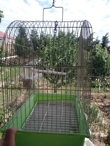 Akvariumlar: Salam quş yuvasidir üstündə gördüyünüz kimin melidə var — 4