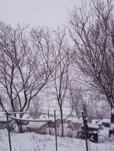 доска объявлений пчелы: Arıçılıq üçün qışladılmış arı ailələri və tam komplekt pətəklər - Dağ — 2