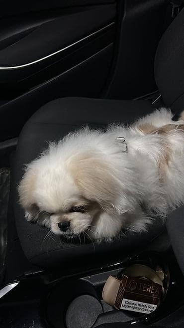 kuckar ov iti: Pekines, 5 ay, Erkek, Peyvəndli, Pulsuz çatdırılma — 2