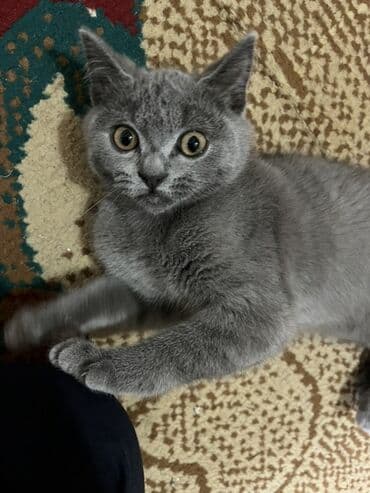 pişik sahibləndirilir: Şotland, Erkək, Yaxşı əllərə, Ödənişli çatdırılma — 6