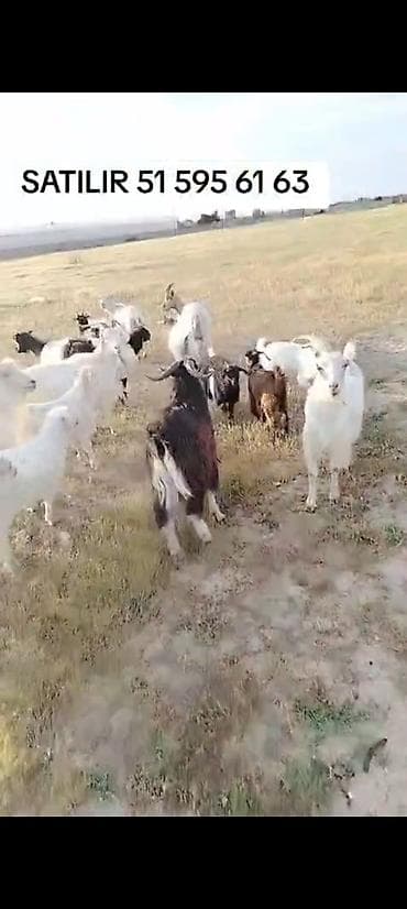 Keçilər, çəpişlər: Satılır: Keçi sürüsü - Növ: Yerli keçilər (boz, qara, ağ və qırmızı — 1