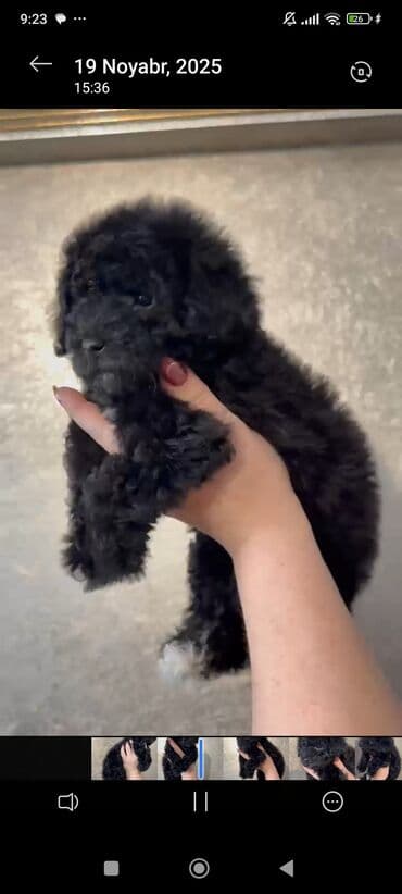 Pişiklər: Pudel, 2 ay — 5