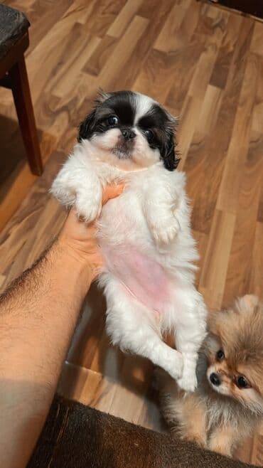 qax heyvanlar: Shi-tsu, 1 ay, Dişi, Peyvəndli, Ünvandan götürmə — 1