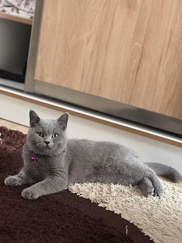 it qovan aparat: Britan, Erkək, Yaxşı əllərə — 3