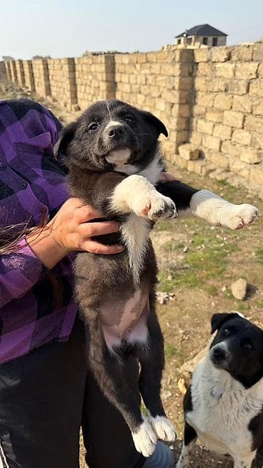 İtlər: Balaca it balaları – gözəl rəng çalarları və möhkəm bədən quruluşu — 6