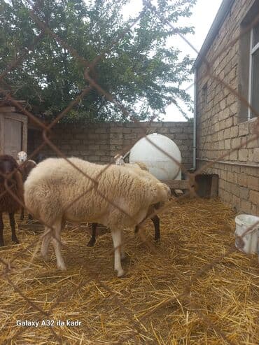 электрическая машинка для стрижки овец: Qoyun sürüsü – yerli cinslərin qarışığı - Şəkillərdə kənd həyətində — 6