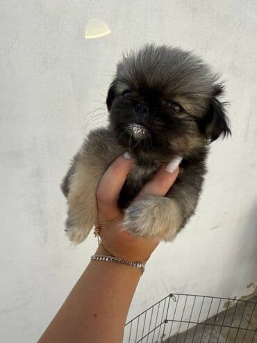 pekinesin qiymeti bazarda: Pekines, 3 ay — 3