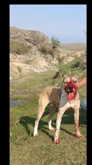 heyvan hekimi: 2 il — 1