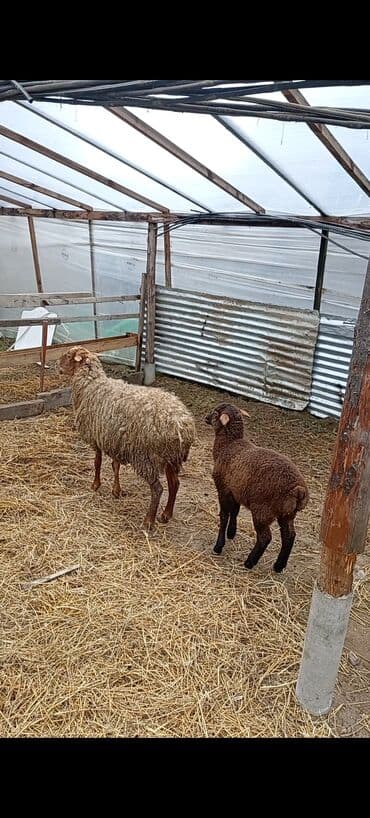 baki heyvan satisi: Dişi, Qala, il: 1, 50 kq, Damazlıq, Ünvandan götürmə — 6