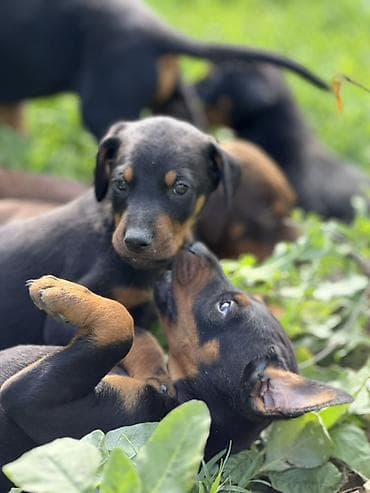coban iti type 0: Doberman, 1 ay, Peyvəndli — 1