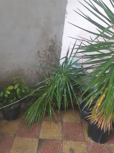 zor maşın şəkilləri: Ağaclar — 2