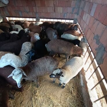 heyvanlara verilən adlar: Salam aleyküm ünvan bakı binə atclık qiymeti 205 mantdan 280 manata — 8