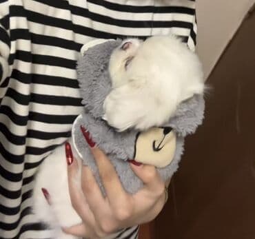 toyoq ve xoruz: 2 ayliq pekiness
İstiyen olsa evi falan da var
Peyvend olunmuyub — 1